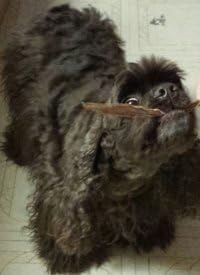 HDP Duck Jerky Strips Size:1 LB