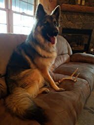 Big Dog Antler Chews - Whitetail Deer Antler Dog Chew, Medium, 8 Inches to 13 Inches Long, Natural, Healthy Long-Lasting Treat. for Medium to Large Size Dogs and Puppies.