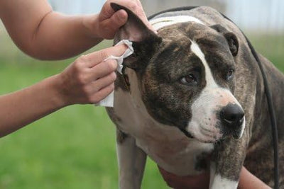 Violet Pet Ear Cleaner, 8 oz Provides Immediate Relief from Itching, Irritation, Inflammation and Odor. Ends Chronic Ear Infection Cycle.