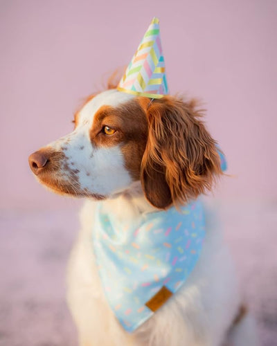 Remy+Roo Dog Bandanas - 2 Pack | Birthday Dog Bandanas Set | Premium Durable Fabric | Patented Shape Bandanas for Dogs (Birthday Party Celebration, XL)