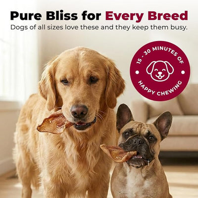 Best Pet Supplies GigaBite Roasted Pig Ear Slivers for Dogs, 1.8 Pounds - Natural Dog Chews that Help Clean Teeth and Gums Safe for Puppies and Aggressive Chewers