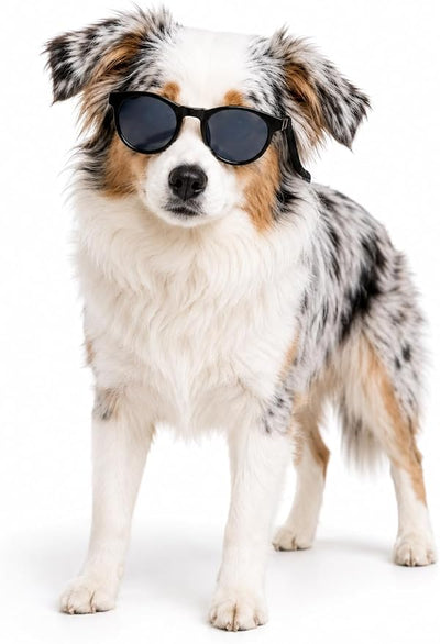 G006 Dog Pet Retro 80s Costume Sunglasses for Small Breed (Panto Black)