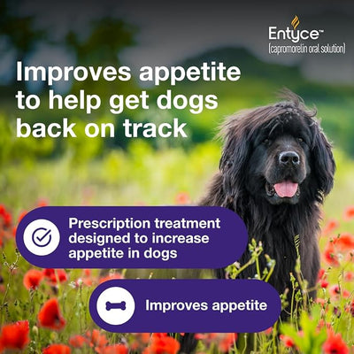 Entyce Dog Appetite Stimulant | Oral Solution for Dogs | 30mg/ml - 10 ml