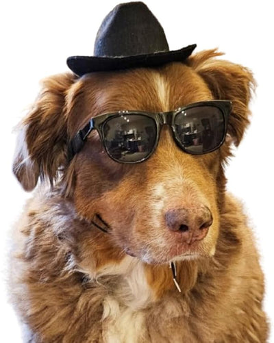 G006 Dog Pet Retro 80s Costume Sunglasses for Small Breed (80s Black + Black Fedora Hat)