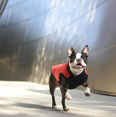 Gooby Fashion Vest Dog Jacket - Purple, X-Large - Warm Zip Up Dog Bomber Vest with Dual D Ring Leash Water Resistant for Small to Medium Dogs