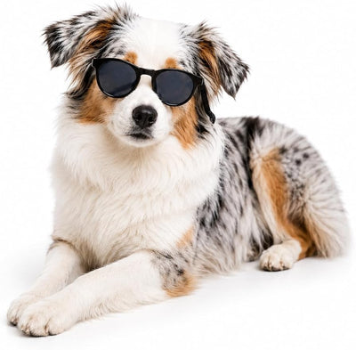 G006 Dog Pet Retro 80s Costume Sunglasses for Small Breed (Panto Black)