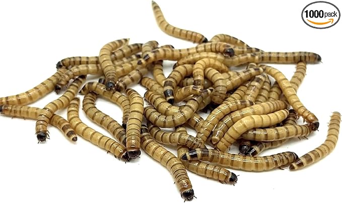 1000ct Live Superworms - Large 1.75"-2"+ - (1000)