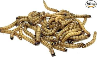 500ct Live Superworms - Large 1.75"-2"+ - Live Arrival Guaranteed (500)