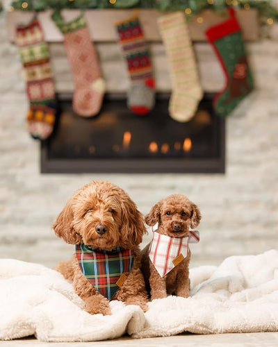 Remy+Roo Dog Bandanas - 2 Pack | Holiday Plaids Christmas Dog Bandanas Set | Premium Durable Fabric | Patented Shape Bandanas for Dogs (Holiday Plaids, Large)