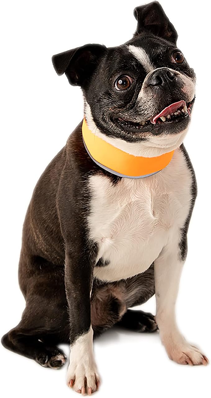 CoolerDog Hi-Vis Cooling Dog Collar for Small Dogs – Reflective Re-Freezable Ice Collar for Hot Weather & Heat Relief (Orange, Small)