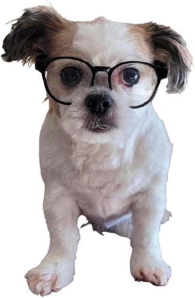 G002 Dog Pet Clear Lens Costume Glasses Small to Medium Breeds 12LBS~30LBS Prop Photoshoot Sunglasses (Panto Black-Clear)