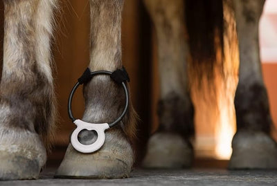 Assisi Loop 2.0 Manual tPEMF Device for Dogs, Cats, and Horses (10 cm)