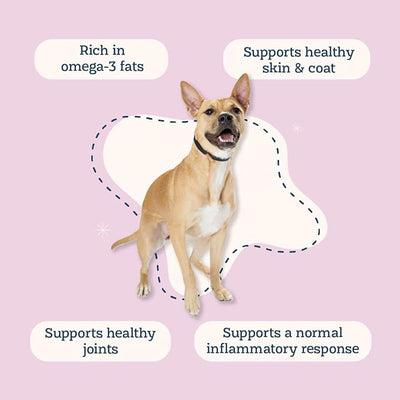 Alice & Eli Mussel Power - Green Lipped Mussels for Dogs - Hip & Joint Support, Omega Fats & Immune Support - Pure and Complete
