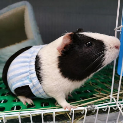 3Pcs Washable Squirrel Diapers Reusable (Size M, 6" - 9" Waist) | Soft & Comfortable, Adjustable, Highly Absorbent and Leak-Proof, Small Pet Diapers for Guinea Pig, Ferrets, Young Chinchillas