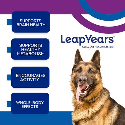 Soft Chew, Dog Supplement for Brain, Heart & Muscle Health, X-Large Breed | 93 Chews, X-Large Dog 1 Month Supply (3-Pack), Supports Longevity, Veterinarian-Formulated with NAD+ & Senolytic