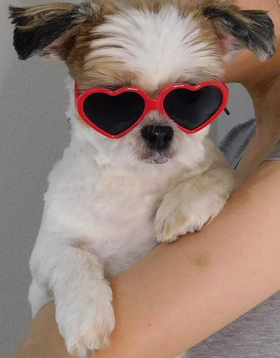 G016-1 Dog Pet Heart Costume Sunglasses for Small to Medium Breed (Up to 15 lbs, Heart Red)