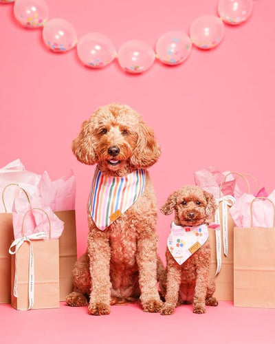 Remy+Roo Dog Bandanas - 2 Pack | Evergreen Christmas Dog Bandanas Set | Premium Durable Fabric | Patented Shape Bandanas for Dogs (Birthday Party, Rainbow Stripe, Small)