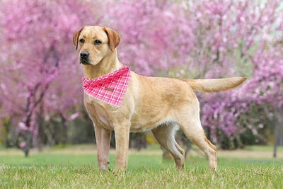Lionheart Glory Pink Plaid Bandana 1 Pack - Washable Soft Scarf, Square Adjustable for Small Medium Large Dogs