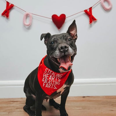 Stealing Hearts Blasting Farts Dog Bandana | 100% Cotton Adjustable Triangle | Made in USA | Valentine's Day | Cute & Funny |Baby Pink, One Size (983)