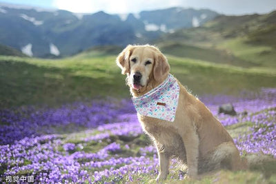 Lionheart glory Floral Print Dog Bandana 1 Pack Washable Soft Dog Scarf, Square Adjustable Girl Dog Bandanas for Medium Large Dogs