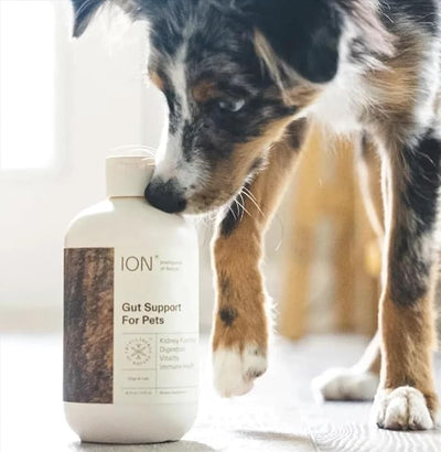ION* Intelligence of Nature Gut Support For Pets - Liquid Probiotics Drops Alternative for Dogs & Cats, Digestive Health for Puppies, Skin & Hair Health - 16 fl oz (Pack of 1)