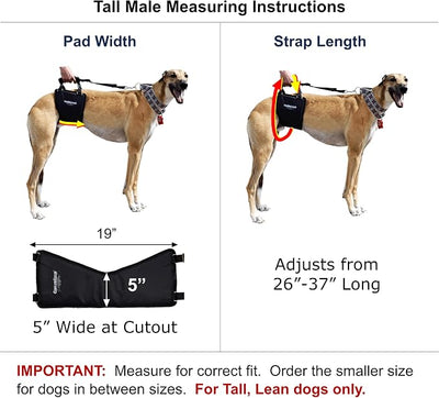 GINGERLEAD Dog Sling Hip Lift Harness, Tall Male fits Tall, Lean Dogs Like Greyhounds or Great Danes. Padded Support Aid to Help Pets Up or Down Stairs, in or Out of Vehicles. Made in U.S.A.