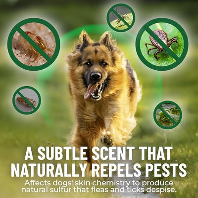 Guardian’s Choice Flea Chews for Dogs, Pet Flea Chewable, 100 Count | Help Keep Your Dog Comfortable. Daily chewable support for healthy skin, coat, and outdoor adventures.*