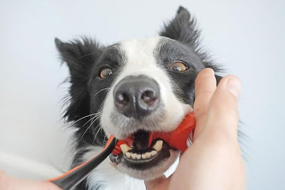 Brushmate Dog Toothbrush and Bite Block Assistant (Protects Hand and Fingers) Combo Pack by Paw Ready for Puppies' Dogs and Cats Medium Size for use with Pets Between 15-85 lbs. (7-38.5 Kg).