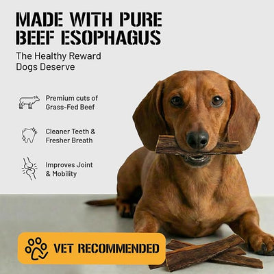 Dog Chits Beef Esophagus Chews for Dogs & Puppies - All Natural Single Ingredient - High Protein, Low Fat Beef Jerky Chew - Safe for All Breeds - Great for Joint - Dental Clean Crunch - 6 inch, 10 oz