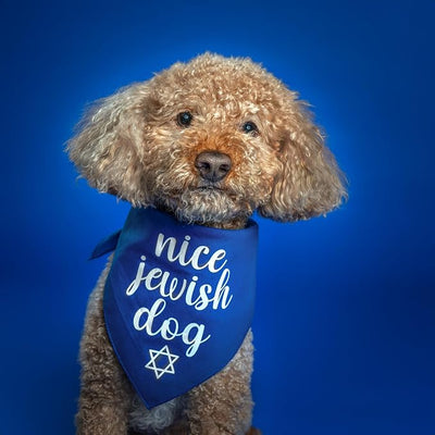 Nice Jewish Dog Bandana | 100% Cotton | Made in USA | Passover | Hanukkah | Yom Kippur | Rosh Hashanah | Jewish Celebration | Bar & Bat Mitzvah | Orange, X-Small (930)