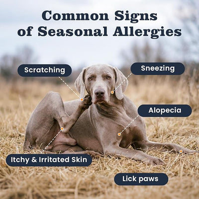 Dog Allergy Relief Immunity Chews 300 Ct, Itching Skin Relief Chews Colostrum Probiotics & Omega 3 - Seasonal Allergies Skin & Hair, Gut, Immune-All Ages & Sizes Dogs Made in USA Chicken Flavor