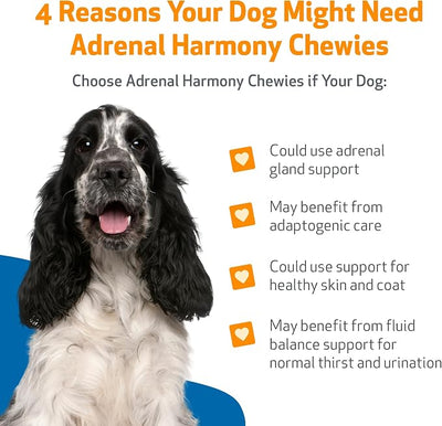 Pet Wellbeing Adrenal Harmony Chewies for Dogs - Dog Adrenal Support & Cortisol Balance with Ashwagandha & Bacopa - NASC Certified & Vet-Formulated - 90 Soft Chews