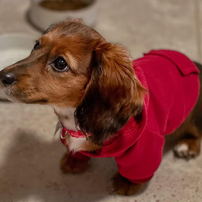 Jecikelon Soft Dog Hoodies for Small Dogs, Fleece Puppy Sweatshirt with Pockets, Warm Winter Cold Weather Coats for Pet Cat, Cute Clothes Puppy Costume (Wine red, Medium)