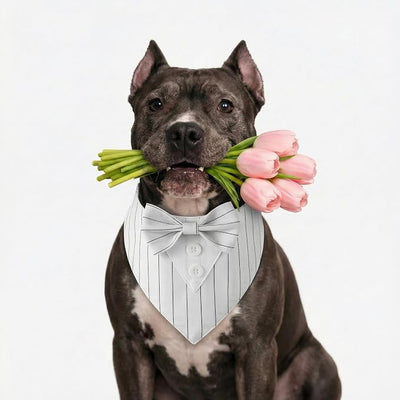 Dog Tuxedo, Adjustable Formal Wedding Outfit Bandana Dog Tux Collar with Bow Tie, Pet Birthday Valentines Outfit Cosplay(Large)