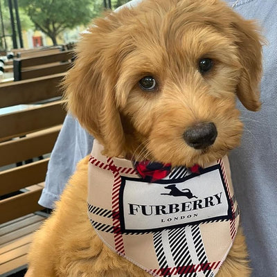 Dog Bandana Furry Plaid Designer Fashion Clothes Scarf kercheif for Small Medium and Large Dogs. Funny Parody Gift for Girl or boy Dog Soft Durable Fabric, Adjustable tie-on Style Triangle