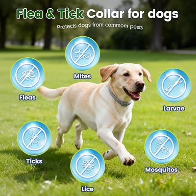 KOOSA Flea and Tick Collar for Dogs, 5 Packs Flea Collar for Dogs with Natural Essential Oils, Waterproof & Adjustable Flea and Tick Prevention Collar for Small Medium Large Dogs & Puppies, Grey 01