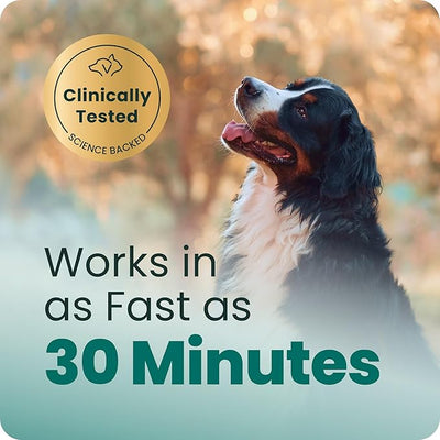 VetriScience Calm & Confident Chews, Composure Clinically Tested Calming and Anxiety Ashwagandha Supplement for Dogs, Stress Relief, Separation Anxiety, Behavior Support, Peanut Butter, 60 Count