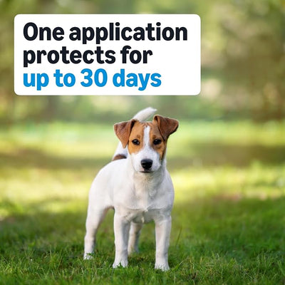 Amazon Basics Flea, Tick & Mosquito Topical Treatment & Prevention for Medium Dogs (11-20 pounds), Fast-Acting, Kills Fleas, Eggs & Larvae, 30 Day Protection, 6 Count, Packaging May Vary