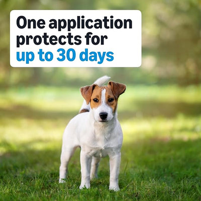 Amazon Basics Preventative Flea, Tick & Mosquito Topical Treatment for Medium Dogs (11-20 Pounds), Kills Fleas, Prevents Infestations, 4 Count, Packaging May Vary