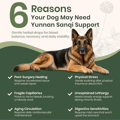 yunan Sanqi Liquid for Dogs – Pure Herbal Oral Quick Stop Bleeding for Dogs & Daily Blood Support for Hemangiosarcoma, Hemoabdomen, Ulcers, Post-Surgery Recovery & Chronic Care – 120ml