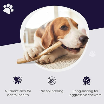 Devil Dog Pet Co. Elk Antlers for Dogs, Natural Dog Chew for Aggressive Chewers - Long Lasting and Odor Free - USA Sourced - Cleaner Teeth, Anxiety & Boredom Relief - Whole Petite 3.5"+ 6 Pack