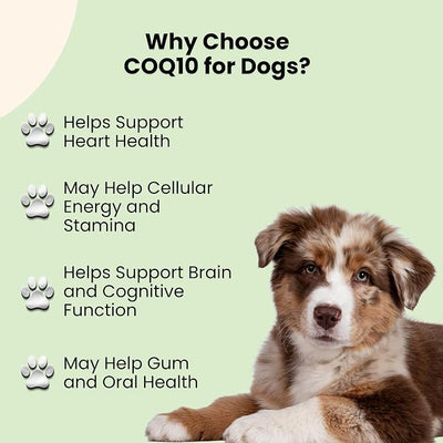 CoQ10 for Dogs - Coenzyme Q10 for Dogs - Heart, Joint & Cardiovascular Support - Dog Heart Supplements - Dog Hip & Joint Care - 1 fl oz