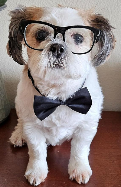 C05 Dog Pet Costume Set Retro Glasses + Bow Tie Small to Medium Breeds 12-30lbs Party Prop Cosplay Party (80s Black-Clear + Black Bow Tie)