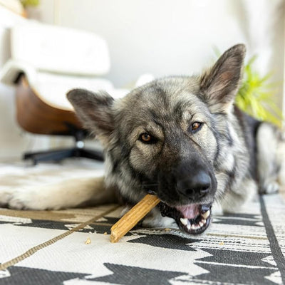 WEST PAW Dental Sticks Durable Dog Chew for Interactive Play, Clean Teeth and Fresh Breath - Safe Reliable and Long Lasting - 14 oz Bag for Large Dogs