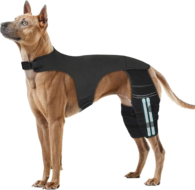 Adjustable Dog Knee Brace for ACL Tear and Arthritis Recovery - Dual Hind Leg Support with Harness Connection - Orthopedic Leg Brace for Joint Stability and Pain Relief in Dog ((XL)