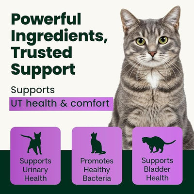 VetriScience UT Health Powder, UT Strength Cranberry D-Mannose Bladder and Urinary Tract Supplement for Cats, Bromelain and Probiotics, Healthy Mineral Balance, Chicken & Cheese, 60 Scoops