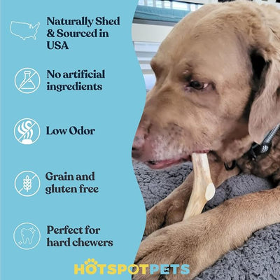 hotspot pets Premium USA Sourced Deer Antlers for Dogs - 7+ Inch Large Antler Dog Chews (2 Pack) Naturally Shed Antler Bone for Large Breed Aggressive Chewers - Promotes Dental Hygiene