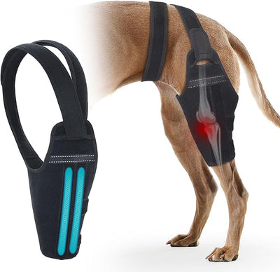 Dog Knee Brace for Torn ACL Hind Leg – Support Dog Leg Brace for Back Leg with 2 Stabilizers, Adjustable Hip Support to Reduces Pain Luxating Patella, Ligament Injuries, CCL (Right Leg, XL)