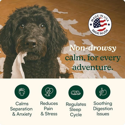 Reggie Anytime Calming Chews for Dogs | Dog Anxiety Relief with L-Theanine & Magnolia Barks | Dog Calming Treats for Separation Anxiety, Thunderstorms, Travel & Stress | 120 Soft Chews