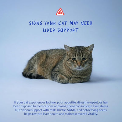 Milk Thistle Powder for Cats - Liver, Kidney & Detox Support | Milk Thistle with Choline & L-Arginine for cats. Supports liver detox, kidney health & hepatic function with EPA & DHA.